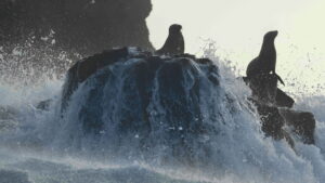 Sea Lions of the Galapagos