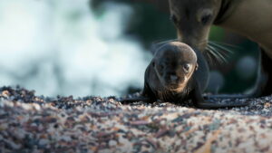 Sea Lions of the Galapagos