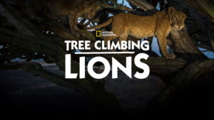 Tree Climbing Lions