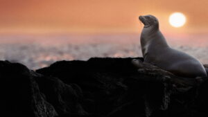 Sea Lions of the Galapagos