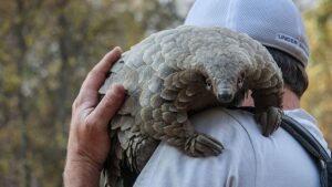 Pangolin: Kulu’s Journey