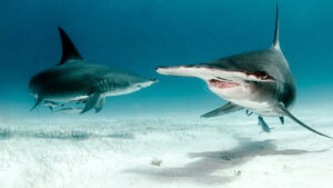 Bull Shark vs. Hammerhead