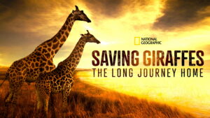 Saving Giraffes: The Long Journey Home