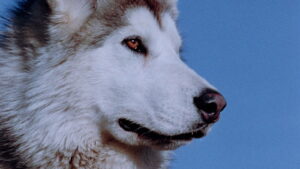 Nikki, Wild Dog of the North