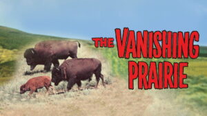The Vanishing Prairie