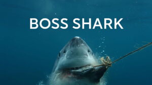 Boss Shark