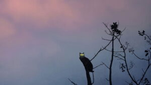 Forest: I See You Everywhere