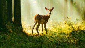 Bambi: A Tale of Life in the Woods