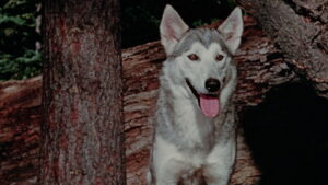 Nikki, Wild Dog of the North