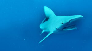 Bull Shark vs. Hammerhead