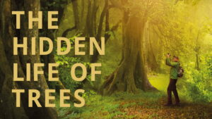 The Hidden Life of Trees