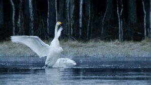 The Wind Sculpted Land