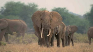 A Life Among Elephants