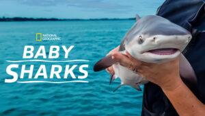 Baby Sharks