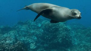 Sea Lions of the Galapagos