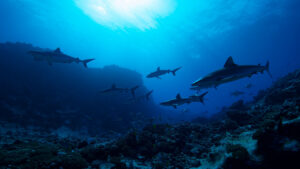 Sharks vs. Dolphins: Blood Battle