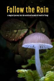 Follow the Rain