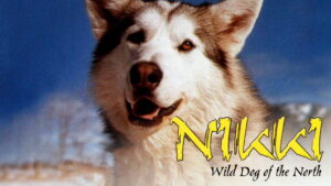 Nikki, Wild Dog of the North