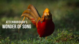 Attenborough’s Wonder of Song