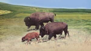 The Vanishing Prairie