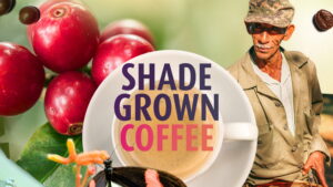 Shade Grown Coffee