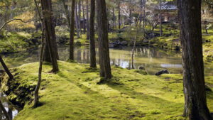 The Magical World of Moss