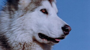 Nikki, Wild Dog of the North