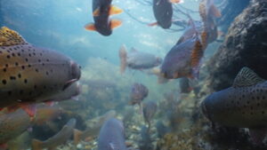 The American Southwest