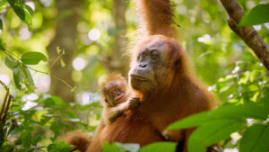 Secret Lives of Orangutans