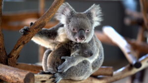 Escape from Extinction