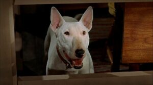 The Incredible Journey