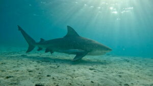 Bull Shark vs. Hammerhead
