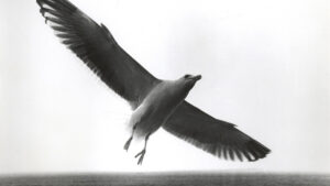 Jonathan Livingston Seagull