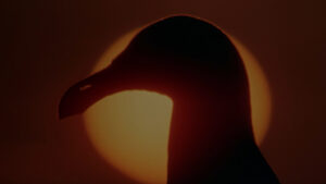 Jonathan Livingston Seagull