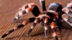 Tarantulas: The Deadly Cargo