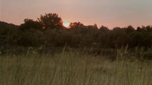 Honour of the Knights