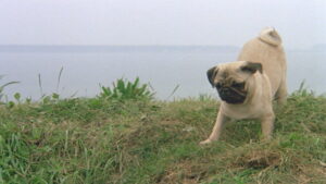 The Adventures of Milo and Otis