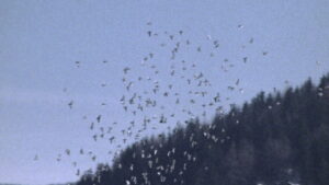 The Great Ecstasy of Woodcarver Steiner