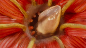 Adela Has Not Had Supper Yet