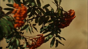 All My Good Countrymen