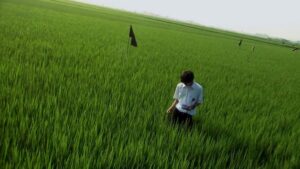 All About Lily Chou-Chou