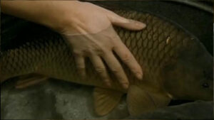 Conspirators of Pleasure