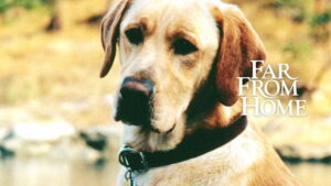 Far from Home: The Adventures of Yellow Dog