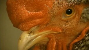 Conspirators of Pleasure