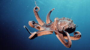 The Nature of Things