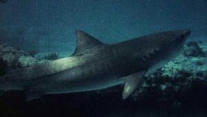 Mako: The Jaws of Death