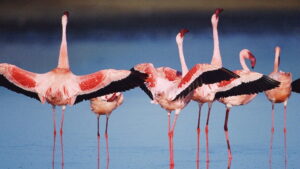 The Crimson Wing: Mystery of the Flamingos