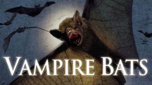 Vampire Bats