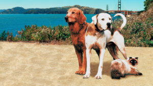 Homeward Bound II: Lost in San Francisco