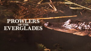 Prowlers of the Everglades